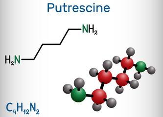 Putrescine molecule. It is toxic diamine, it belongs to the group of biogenic amines. Structural chemical formula and molecule model