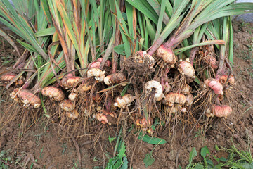 Gladiolus bulbs in greenhouse, North China