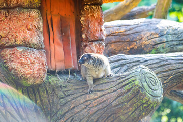 lemur sitting on a log