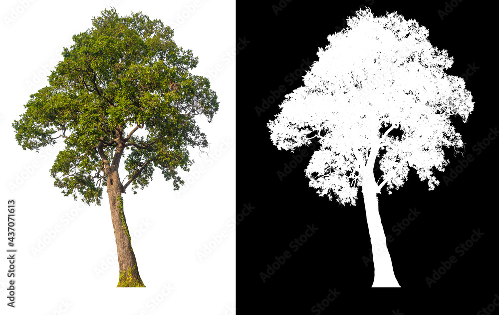 Poster Green tree isolated on white background with post cut out original background and white background replaced for easy to selection with clippings path inside, alpha channel for make brush and selection