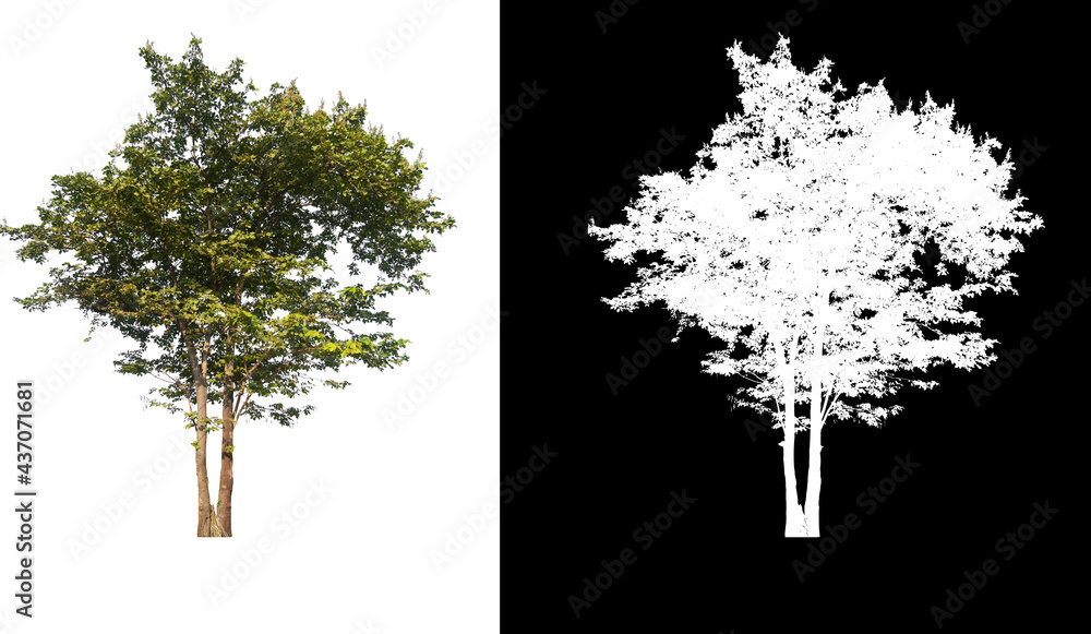 Poster Green tree isolated on white background with post cut out original background and white background replaced for easy to selection with clippings path inside, alpha channel for make brush and selection