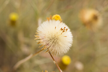 Small flowers and grasses in spring