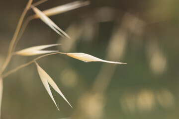 Small flowers and grasses in spring