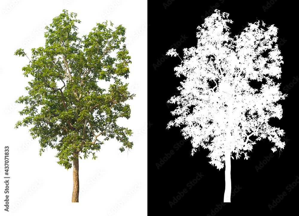 Poster green tree isolated on white background with post cut out original background and white background r