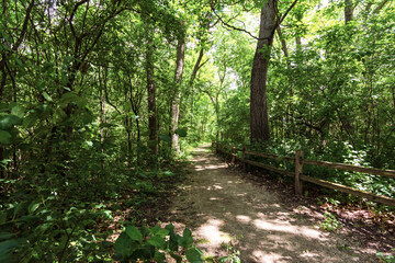 Landscape crop of a walking trail through a deciduous forest in Waukesha County, Wisconsin.
