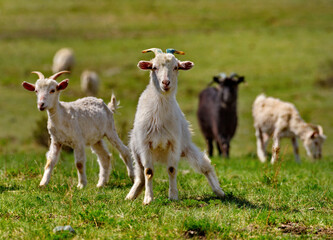 Russia. South of Western Siberia. Gorny Altai. A small flock of domestic goats graze in the mountain valleys of the Katun River.