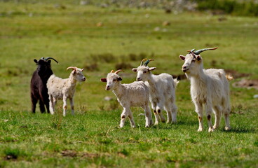 Russia. South of Western Siberia. Gorny Altai. A small flock of domestic goats graze in the mountain valleys of the Katun River.