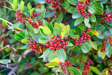 Growing holly bushes with ripe fruits.