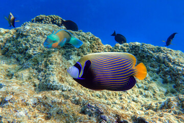 Emperor Angelfish (Pomacanthus imperator) Red Sea