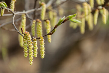 Fototapeta premium Small branch of a birch tree with catkin