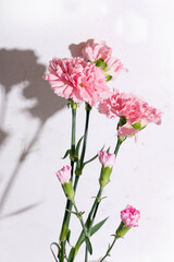 Pink carnation flowers on white background