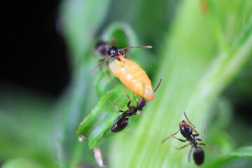Ants carry food in the wild, North China