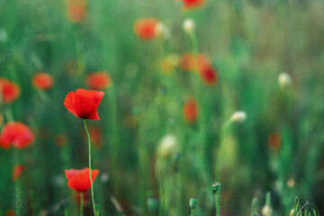 Fototapeta premium Wild red poppies in a close-up field