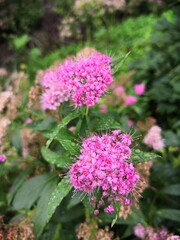Fototapeta premium beautiful flowers in the spring garden