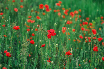 Fototapeta na wymiar Wild red poppies in a field
