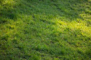 Obraz na płótnie Canvas Green meadow or lawn useful as a grass background