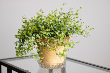 Muehlenbeckia complexa, known as 'pōhuehue'. Beautiful, delicate indoor plant in old ceramic pot and glass stand.
