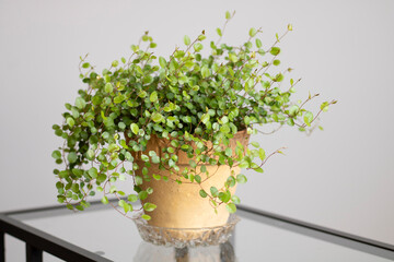 Muehlenbeckia complexa, known as 'pōhuehue'. Beautiful, delicate indoor plant in old ceramic pot...