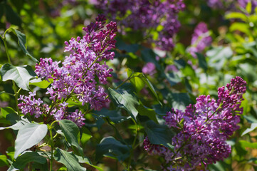 Purple Lilac Background As A Close-up