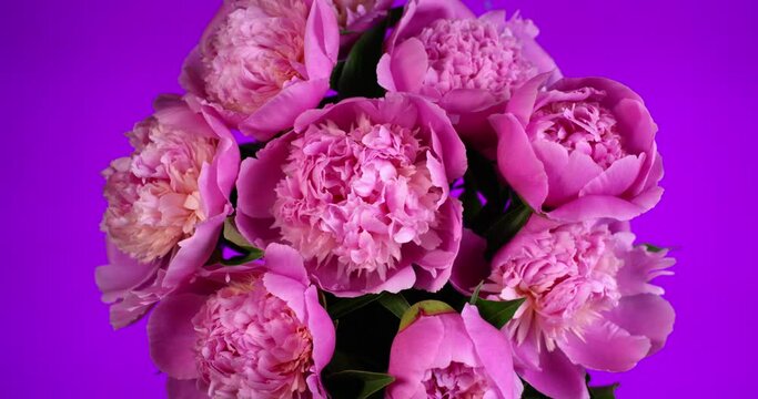 Bouquet of pink peony flowers blooming timelapse. Shot with RED camera.