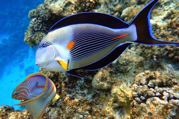 Close-up view of a Sohal surgeonfish - coral fish, Acanthurus sohal 