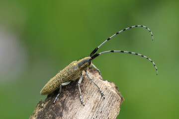 A stunning Golden-bloomed Grey Longhorn beetle, Agapanthia villosoviridescens, perched on a twig.