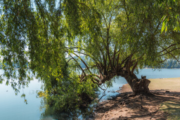 Obraz na płótnie Canvas Tree next to a lake, details of branches and the water acts as a mirror, the green tones complement the brown tones of the earth and wood very well. Landscape detail at the Brockman dam in El Oro, Mex