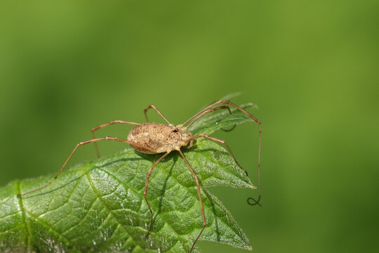 A hunting Harvestmen Spider, on a leaf in springtime in the UK.