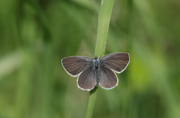 A rare Small Blue Butterfly, Cupido minimus, perching on a blade of grass.