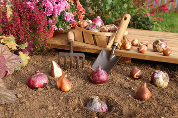 Plantation de bulbes de tulipes et de jacinthes en automne