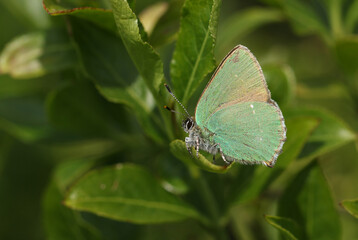 A beautiful Green Hairstreak Butterfly, Callophrys rubi, perched on a leaf.