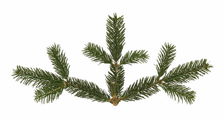 Branche de sapin de Noël Nordmann	