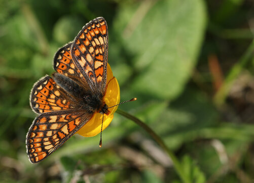 A stunning rare Marsh Fritillary Butterfly, Euphydryas aurinia, nectaring on a Buttercup wildflower.