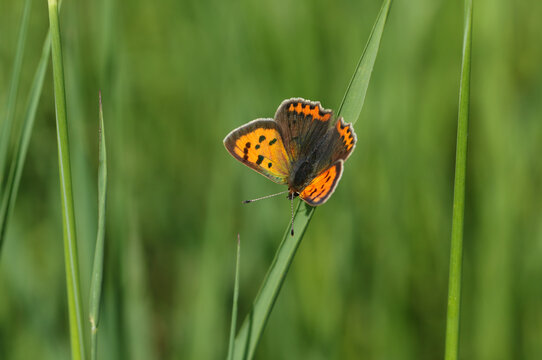 A Small Copper Butterfly, Lycaena phlaeas, perched on a blade of grass in a meadow.	