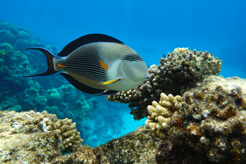 Fototapeta na wymiar Close-up view of a Sohal surgeonfish - coral fish, Acanthurus sohal 