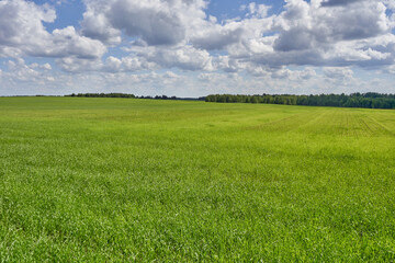 greenfield with dark forest on the background