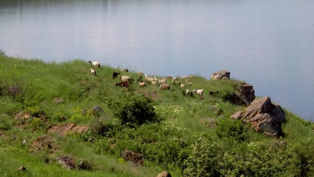Domestic sheep graze on the slopes of the estuary, eat young green grass.