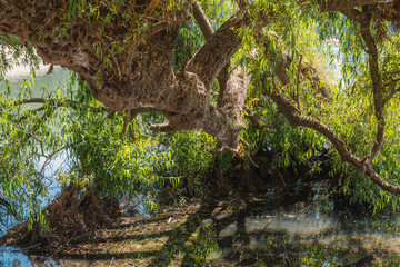Tree next to a lake, details of branches and the water acts as a mirror, the green tones complement...