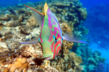 Coral fish - Wrasse -Thalassoma Klunzingeri,  Red Sea