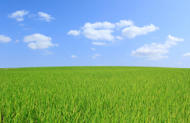 green grass and blue sky