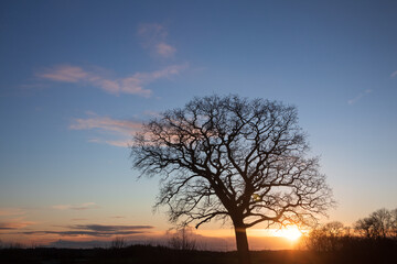 Fototapeta na wymiar Silhouette of a single leafless oak tree as tree burial concept