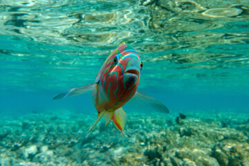 Fototapeta na wymiar Coral fish - Wrasse -Thalassoma Klunzingeri, Red Sea