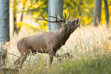 Majestic red deer, cervus elaphus, roaring in forest during rutting season. Dominant male mammal...