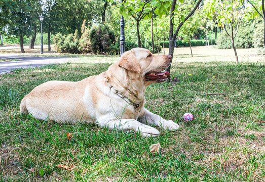 dog Labrador lies on grass in the park