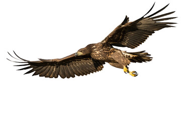 Determined white-tailed eagle, haliaeetus albicilla, flying with open wings isolated on white background. Juvenile bird of prey with brown feathers in the air from side view.