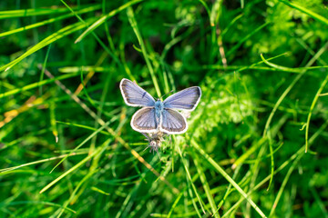 Silver studded blue butterfly, Plebejus argus, with wings open in grassland at West Pentire, Cornwall.