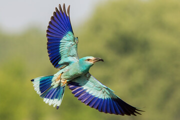 The european roller, coracias garrulus, flying with open wings and green blurred background. A rare...