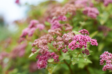 blossoming three in the summer garden