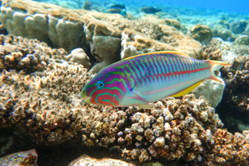 Coral fish - Wrasse -Thalassoma Klunzingeri,  Red Sea