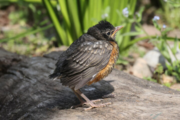 Baby Robin, not yet fledged, waiting for mother to bring food. Cheeping and calling for Mom in hunger
